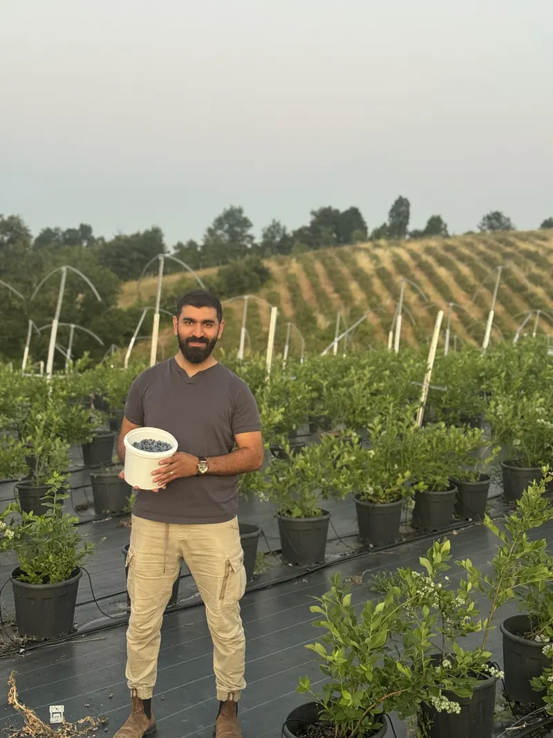 A person holding a bucket full of blueberries among potted blueberry bushes in Tekke